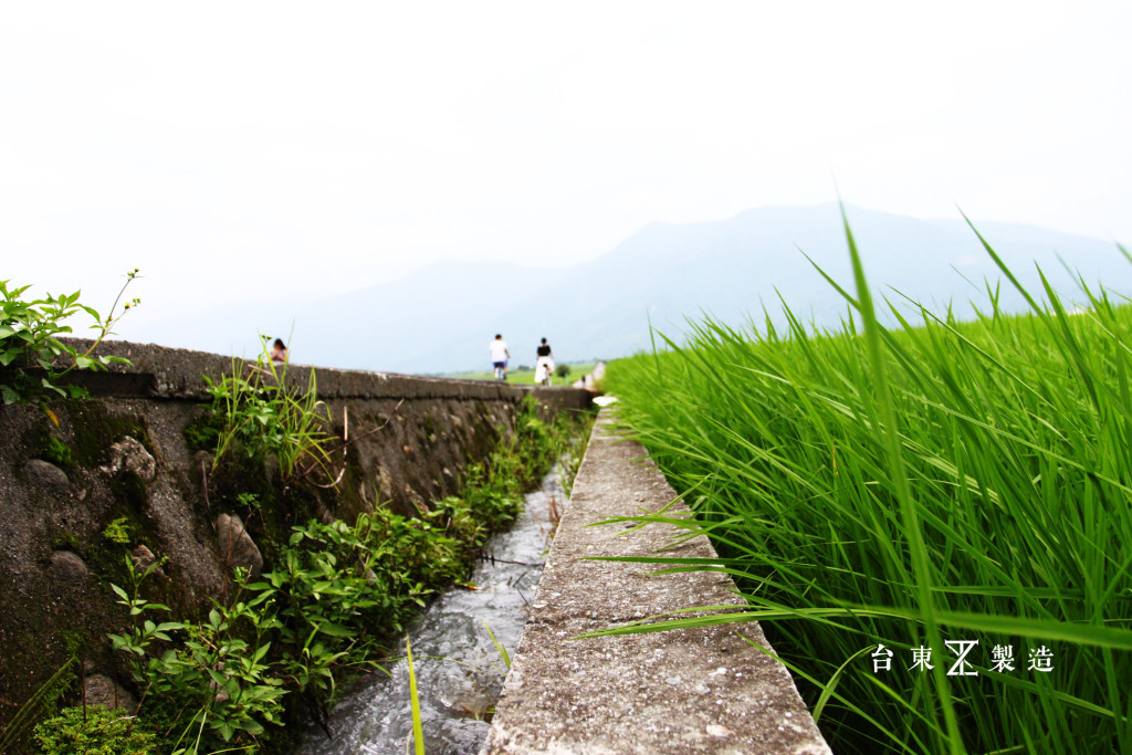 台東旅遊伯朗大道