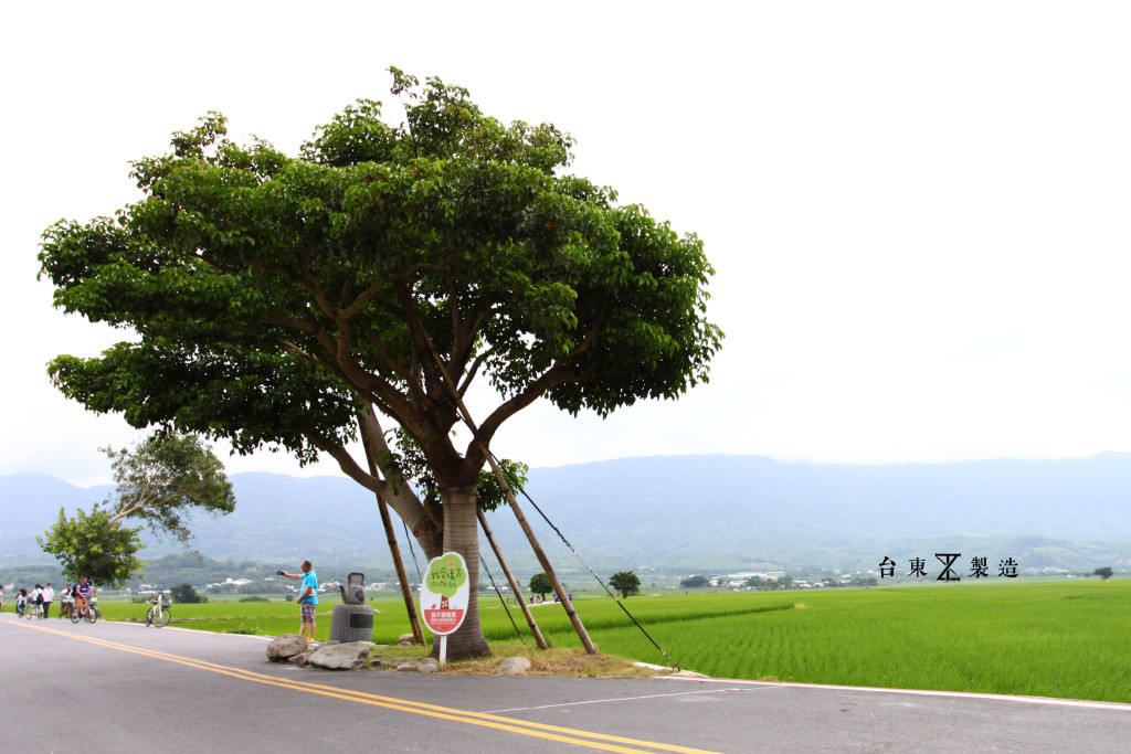 台東旅遊伯朗大道