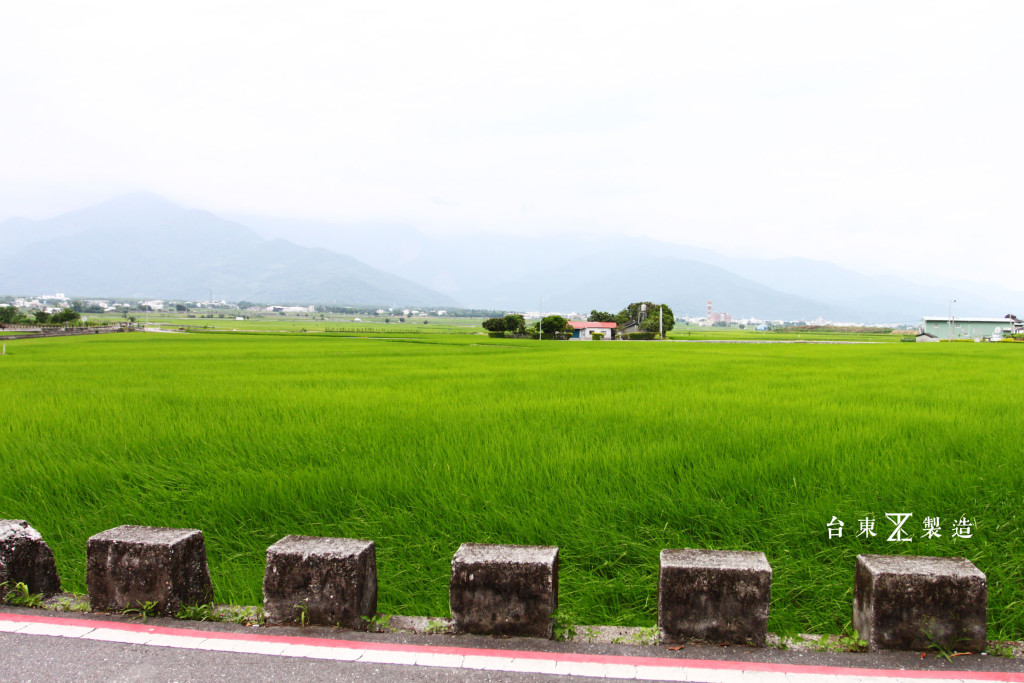 台東旅遊伯朗大道