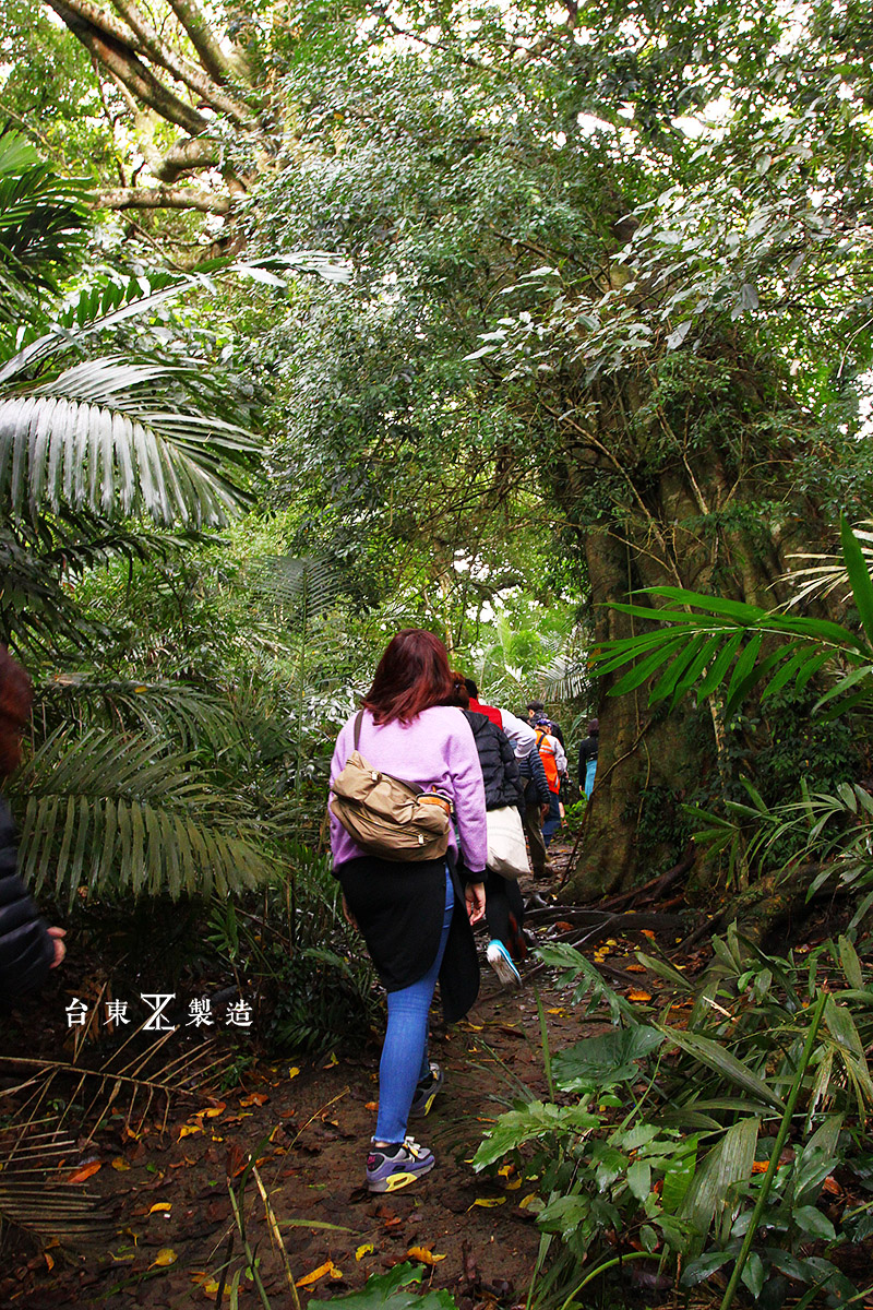 台東旅遊鸞山部落會走路的樹02