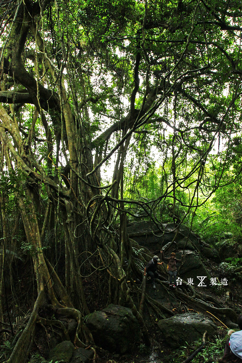 台東旅遊鸞山部落會走路的樹15