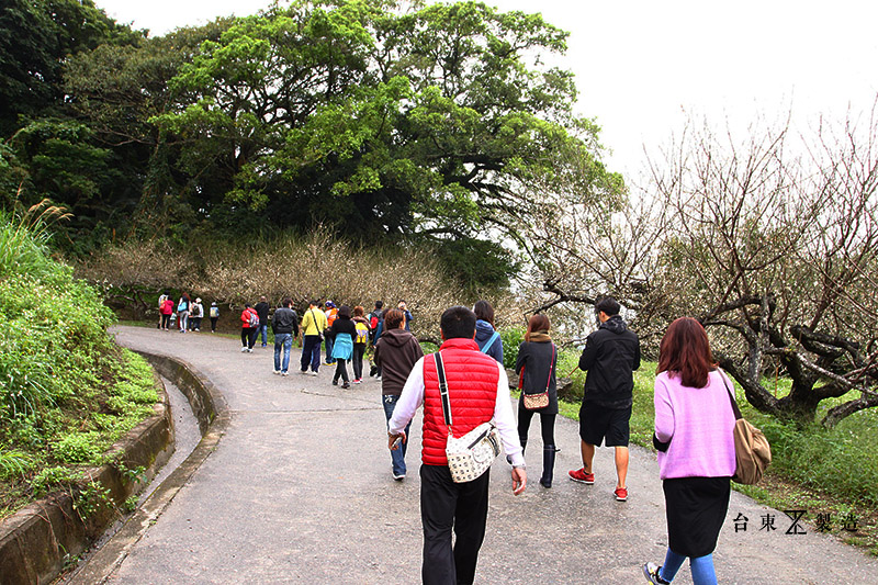 台東旅遊鸞山部落梅園賞梅會走路的樹 (14)