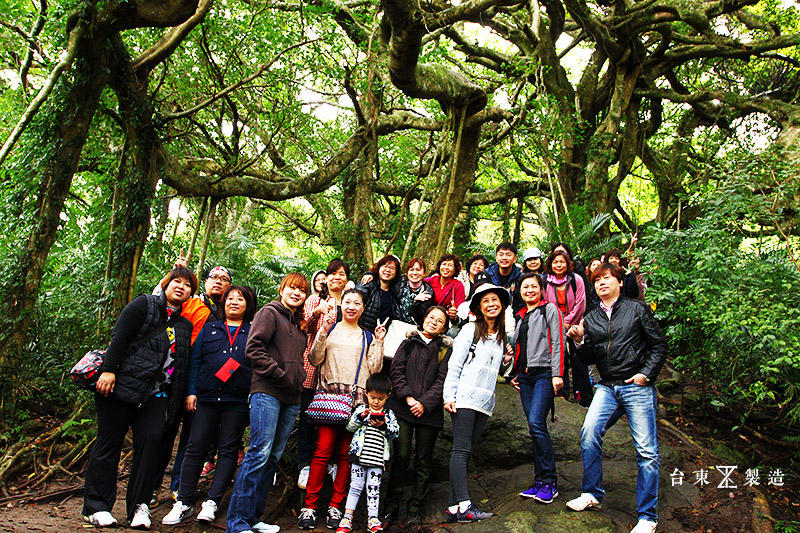 台東旅遊鸞山部落梅園賞梅會走路的樹