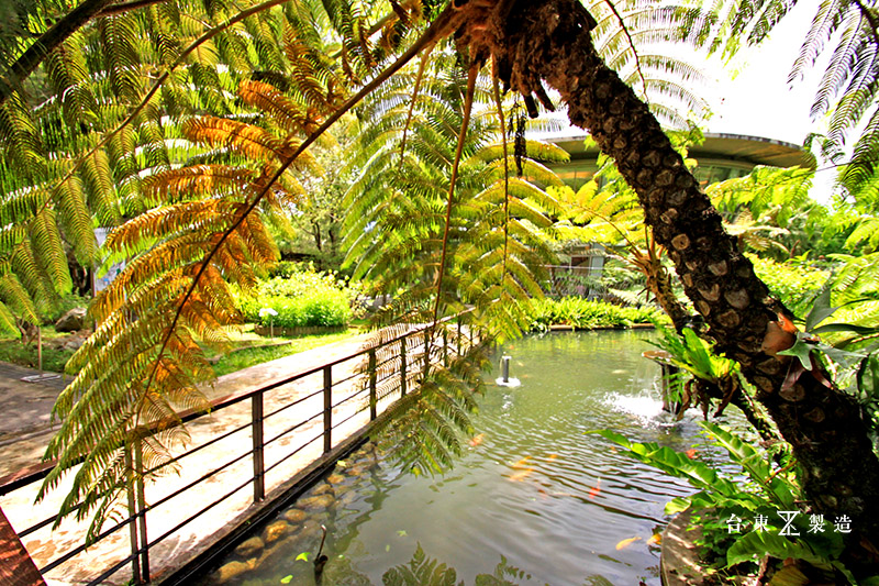 台東原生應用植物園 (15)