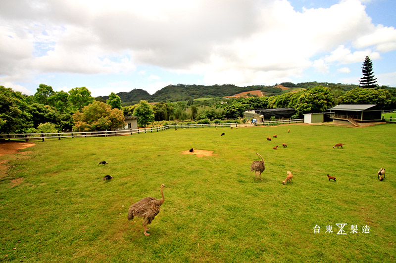 台東原生應用植物園 (20)