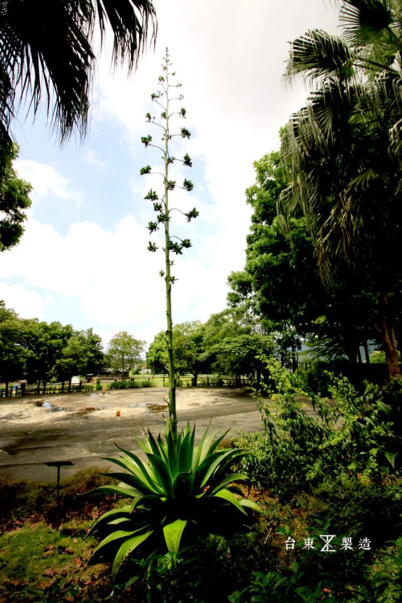 台東原生應用植物園 (29)