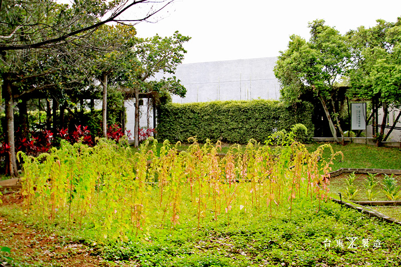 台東原生應用植物園 (7)