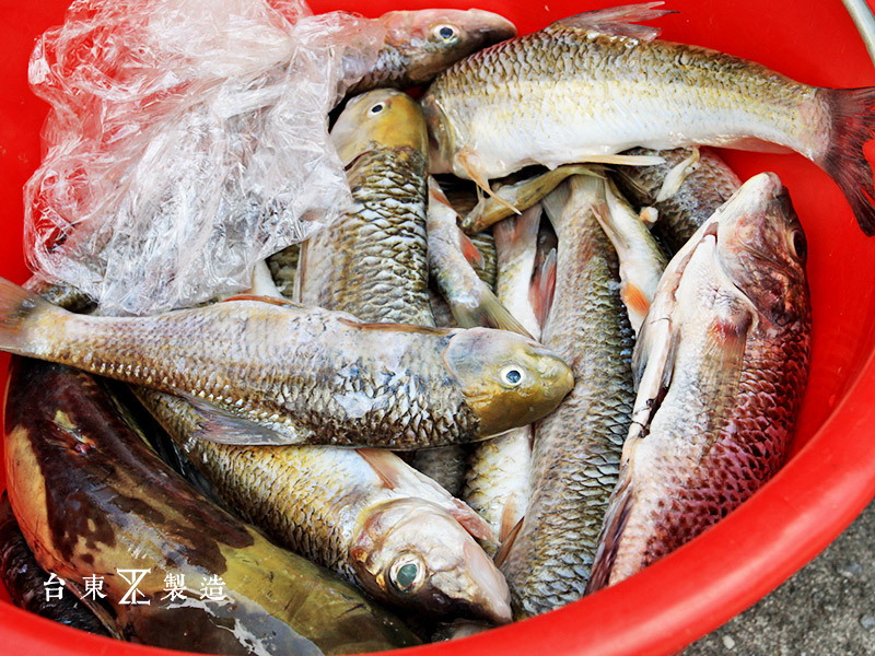 花蓮鳳林阿美族捕魚祭吉拉卡樣部落 (14)