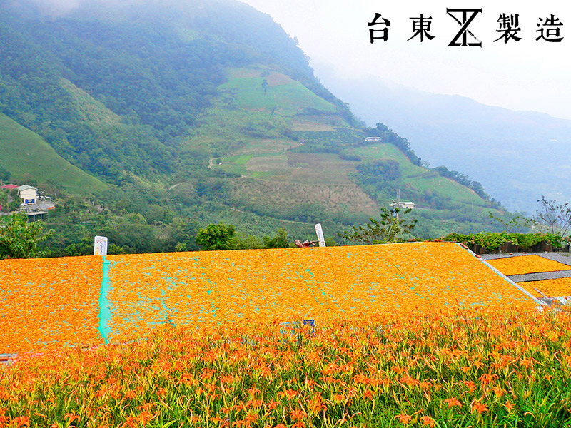 2016金針花季14-花蓮赤柯山