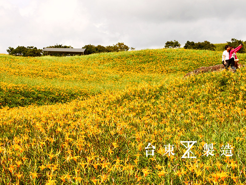2016金針花季21